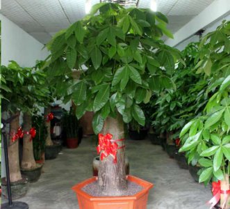 渴望财富的树枝茂盛生长吗？ 想要发财树叶子翠绿不停发新枝条吗？