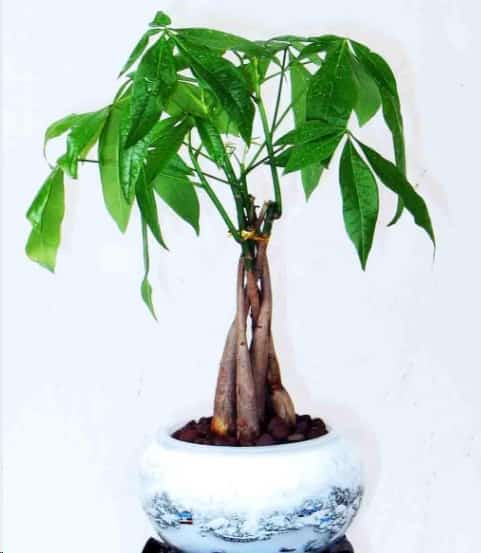 想要发财树叶子翠绿不停发新枝条吗？