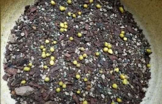 使用缓释肥的花友注意了