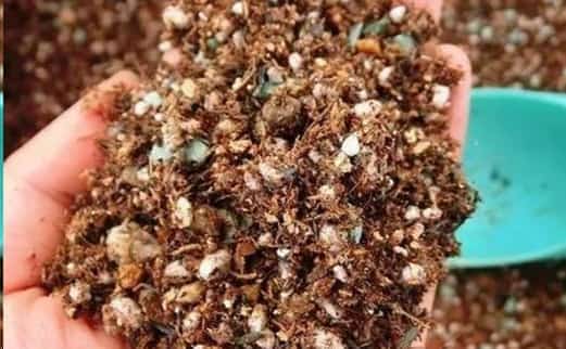 使用缓释肥的花友注意了