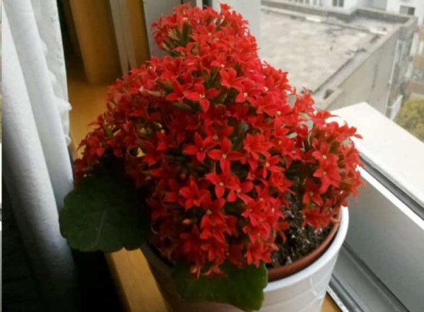 夏天给长寿花浇点这玩意