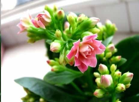 夏天给长寿花浇点这玩意