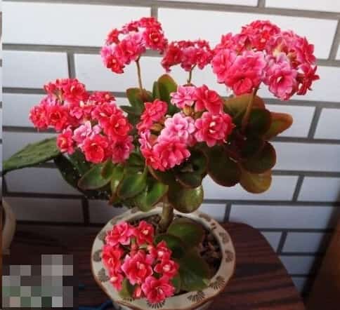 夏天给长寿花浇点这玩意