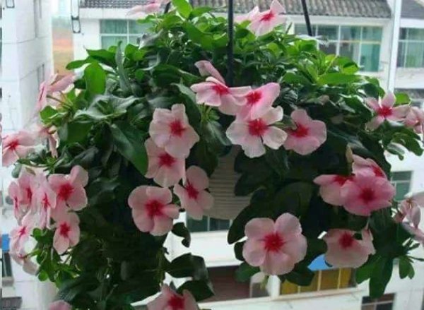 养了这么多年花终于知道什么是半阴环境了