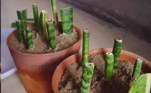 不小心弄掉的叶子