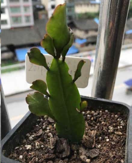 不小心弄掉的叶子