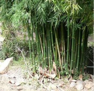 没听劝在院子里种了几颗竹子 固执地在庭院里种了几根竹子
