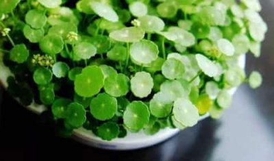 铜钱草水里加点它 在铜钱草水中添加一点它