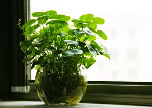 铜钱草水里加点它