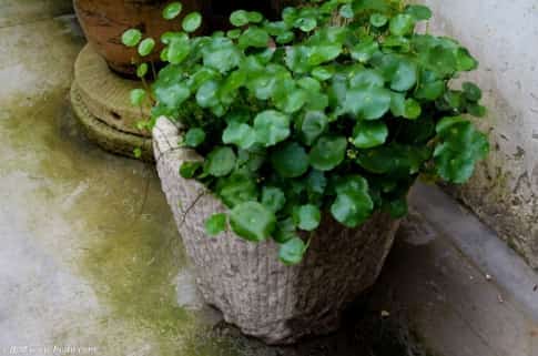 铜钱草水里加点它