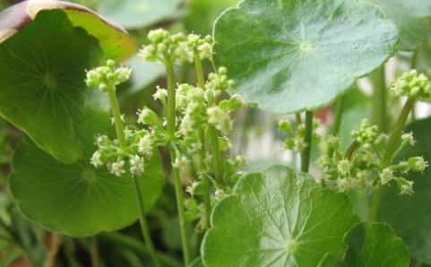 铜钱草水里加点它