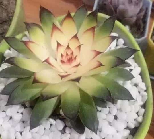 这些漂亮的多肉白送都别要