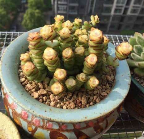 这些漂亮的多肉白送都别要