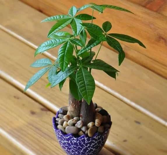 绿萝富贵竹发财树每年冬天都会死？