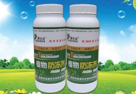 绿萝富贵竹发财树每年冬天都会死？