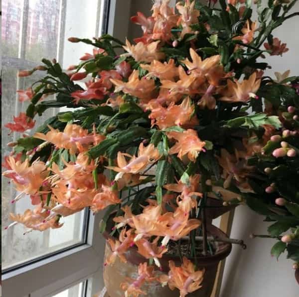 长寿花蟹爪兰花后给一刀