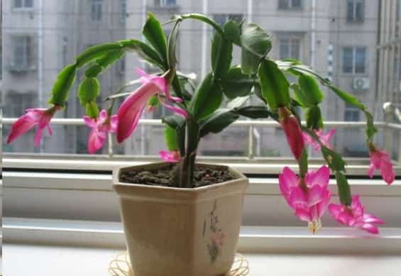 长寿花蟹爪兰花后给一刀