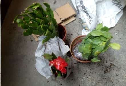 长寿花蟹爪兰花后给一刀