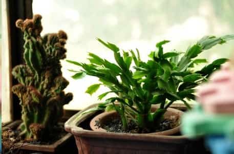 长寿花蟹爪兰花后给一刀