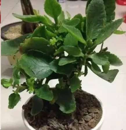 长寿花蟹爪兰花后给一刀
