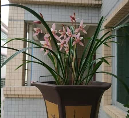 家里空气太干燥给花喷点水？