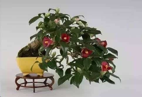 茶花这样养长的快