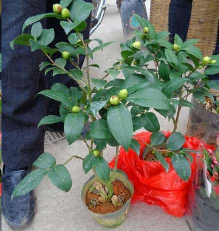 茶花这样养长的快