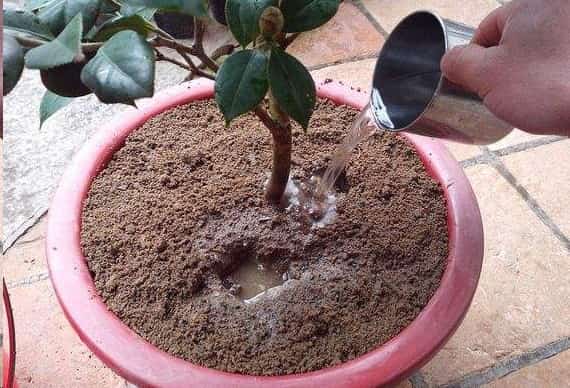 茶花这样养长的快