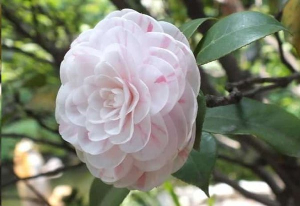 茶花这样养长的快