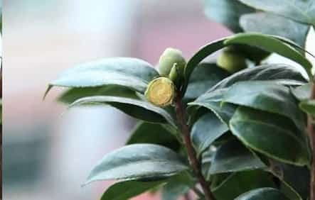 茶花这样养长的快