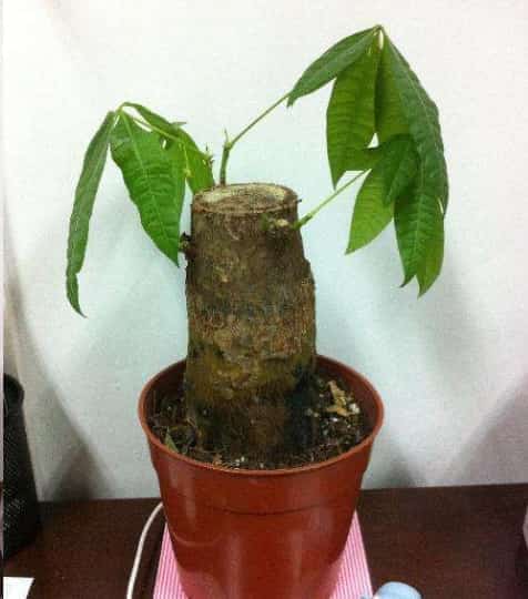 老爸路边捡了一颗枯萎的发财树