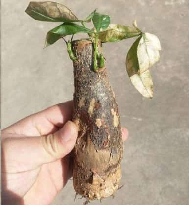 老爸路边捡了一颗枯萎的发财树