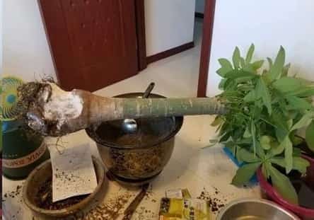 老爸路边捡了一颗枯萎的发财树