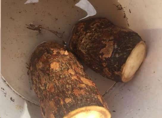 老爸路边捡了一颗枯萎的发财树