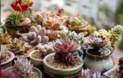 最难养死的10种多肉植物 最难以维护的10种多肉植物