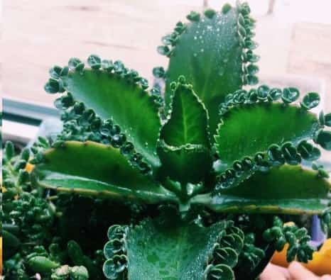 最难养死的10种多肉植物