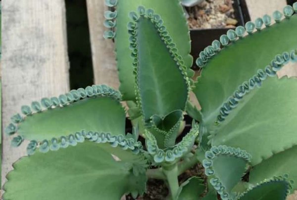 最难养死的10种多肉植物