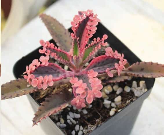 最难养死的10种多肉植物