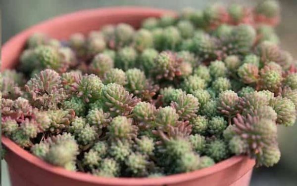 最难养死的10种多肉植物