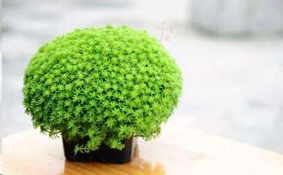 最难养死的10种多肉植物