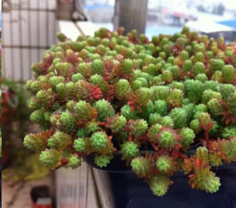 最难养死的10种多肉植物