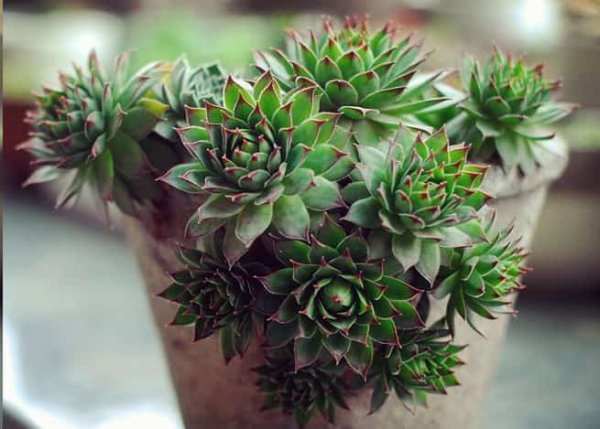 最难养死的10种多肉植物