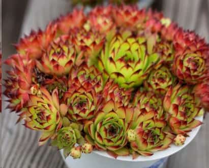最难养死的10种多肉植物