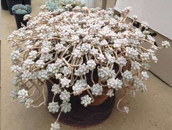 最难养死的10种多肉植物
