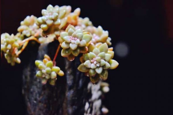 最难养死的10种多肉植物