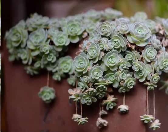 最难养死的10种多肉植物