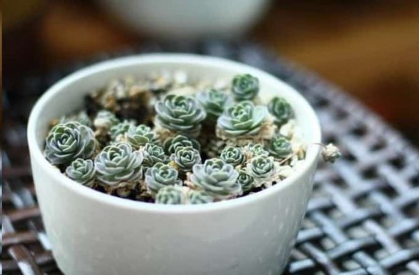 最难养死的10种多肉植物