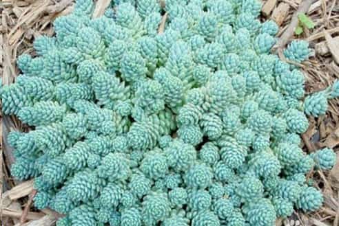 最难养死的10种多肉植物