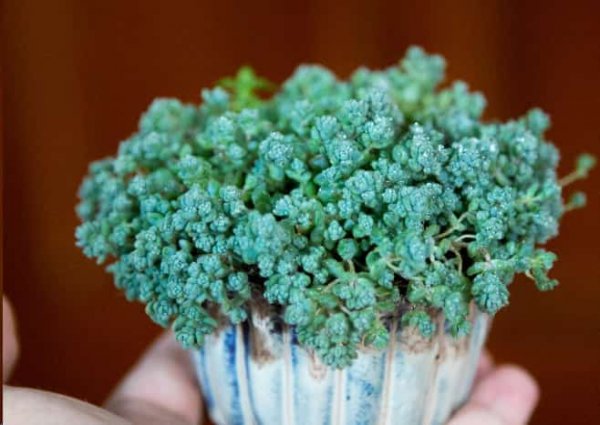 最难养死的10种多肉植物