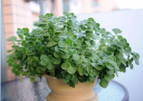 最难养死的10种多肉植物